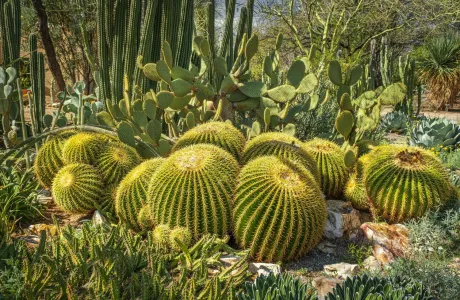 Tidy desert landscape with barrel cactus