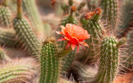 Native desert cactus close-up