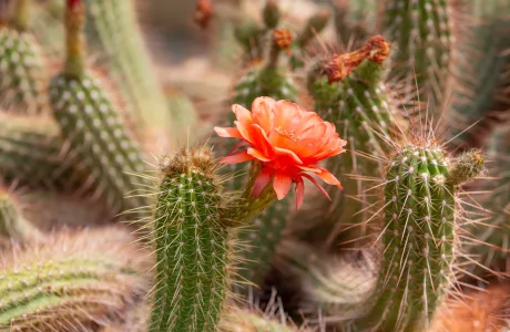 Close-up of a desert cactus plant