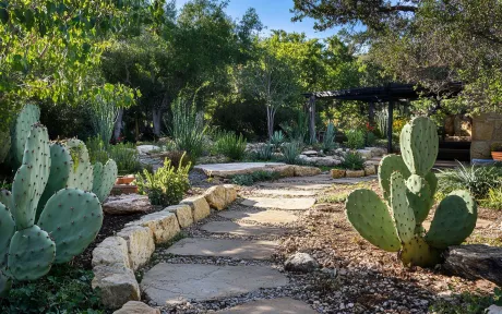Drought-tolerant cactus garden in a Tucson yard