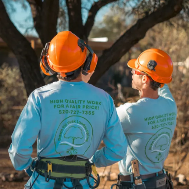 Dawn Till Dusk crew in safety harnesses working near trees