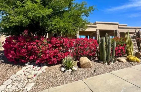 Modern Tucson property with low-water landscaping